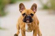 法国斗牛犬的饲养指南（从喂食到训练，完整掌握饲养技巧）