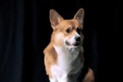 柯基犬（了解柯基犬的魅力与需求，为您的家庭增添温暖）