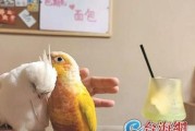 白腹凯克鹦鹉的饲养方法（了解宠物的生活习性，创造舒适的生活环境）