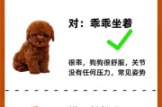 泰迪睁眼后多久能走（探究泰迪狗狗的行动发展及培养）