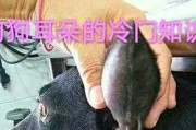 犬的听力之谜（探究犬听力的神奇能力）