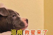 揭开狗狗泪痕的原因之谜（泪痕产生的常见原因及解决方法）