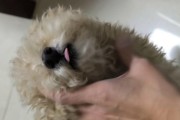 揭秘狗热着了的症状（详细分析狗热着了的症状，帮助主人正确应对）