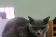 探索小猫的足迹（追寻小猫世界的奥秘）