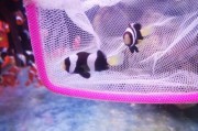 黑双带小丑饲养方法（从环境、饲料、水质到疾病防治，全方位了解）