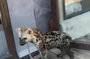 小而可爱的狗狗品种（探索世界上各种迷人的小型狗狗品种）