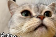 猫咪（探索猫咪的神秘之处）