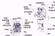 鹞鹰的饲养方法（如何给鹞鹰提供最佳生活条件）