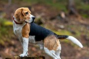 了解比格犬——这些你应该知道的基本资料信息（比格犬的特点、历史、性格和饲养要点）