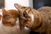 猫的春天之谜（探寻猫咪为何春天要叫）