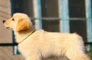 金毛犬（金毛犬的特点、培训优势及适应性）