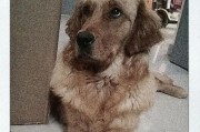 边境牧羊犬vs金毛（探讨两大犬种的特点与魅力，帮助你做出最佳选择）