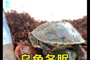 人工条件下的龟冬眠（龟冬眠的关键因素与成功策略）