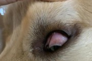 小狗的眼屎是正常现象吗？（揭开小狗眼屎的真相，你了解吗？）