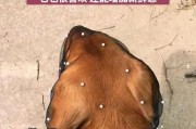 金毛犬不能吃的东西和药物有哪些？（保护你的金毛犬免受潜在的食品和药物危害）