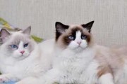 探寻第一只布偶猫的历史（从起源到现代——布偶猫的发展史）