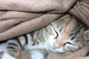 小猫为何抬不起头（探究小猫头抬不起来的原因及处理方法）