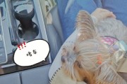 幼犬何时可以出门？（幼犬出门时间与健康关系密切）