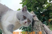 小猫的外貌特征之美丽与可爱（探索小猫的外貌特征与魅力）