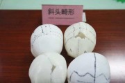 狭颅田鼠的饲养全攻略（从选购到喂养一网打尽）