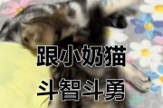 小猫吃奶的时间和方式（了解小猫吃奶的习惯和喂养技巧）