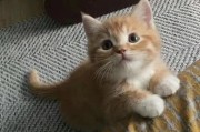 猫咪好看又实惠——寻找理想宠物的经济之选（以什么猫好看也便宜，你的宠物梦不再遥远）