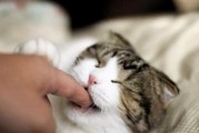 小心猫咪咬人！了解这四个原因，避免意外发生（为什么猫咪会咬人？如何避免被咬？）
