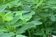 兔子的食物（探索兔子食谱，了解适合兔子的草类植物）