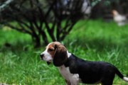 比格猎犬的饲养方法（如何养一只健康快乐的比格猎犬）