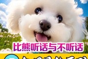 教育比熊的正确方式（以爱为本，让比熊听话如良师益友）
