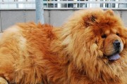松狮犬的饮食禁忌（小心！松狮犬不能吃的食物大揭秘）