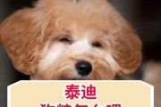 三个月泰迪的狗粮选择（为你的泰迪宝宝提供全面的营养）