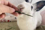 养小兔子，草为主食（小兔子的健康成长指南）