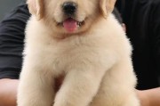 金毛幼犬的疫苗接种时间及重要性（金毛幼犬需要在出生后多久接种疫苗？-打疫苗的关键时刻）