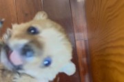 狗狗吃了虾如何补救？（了解虾对狗狗的危害及应对方法）