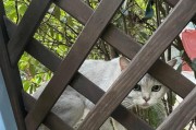 除去家中猫尿味的终极措施（彻底清除家里猫味的有效方法）