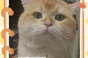 科学喂养猫咪，让它健康快乐成长（了解猫咪的饮食需求，给予适当的食物和食量）