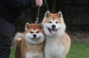 秋田犬与柴犬（掌握关键特征轻松辨认秋田犬和柴犬）