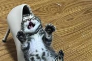 猫乱拉屎的原因及解决方法（探究猫咪乱拉屎的原因以及如何解决这个问题）