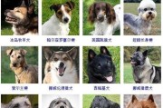 如何饲养健康的挪威猎麋犬（挪威猎麋犬饲养技巧）