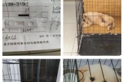 细小病毒隔离期的长度及影响因素（探讨细小病毒隔离期的关键因素和治愈时间）