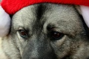 挪威猎麋犬的饲养全指南（从喂养到训练，让你的宠物狗健康快乐成长）