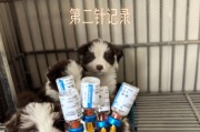 狗狗出生后需要接种哪些疫苗？（保护狗狗健康的关键——正确的疫苗接种计划）