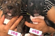 恶霸犬之争（探讨恶霸犬公母性格差异及饲养要点）