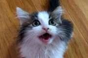 猫为什么要吃草？（探究猫吃草的本能和排寄生虫功能）