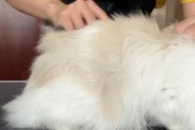 让猫咪享受洗澡的三步骤（如何消除猫咪洗澡时的紧张情绪）