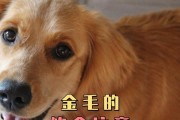 金毛宠物的零食选择（如何给金毛宠物选择适合的零食）
