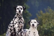 如何科学饲养大麦町犬？（了解大麦町犬的特点与饲养技巧，让它们健康快乐成长。）