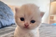 初生猫咪的奇妙之旅（探秘刚出生的小猫咪的成长历程）