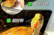 养巴西龟的水质管理与换水频率（巴西龟水质需求及适宜换水周期）